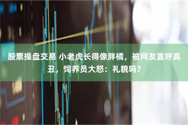 股票操盘交易 小老虎长得像胖橘，被网友直呼真丑，饲养员大怒：礼貌吗？